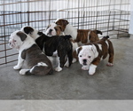 Small Photo #2 English Bulldog Puppy For Sale in LA VERNIA, TX, USA