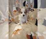 Puppy Abbi Pembroke Welsh Corgi