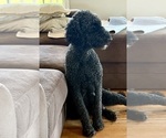Small Photo #1 Bernedoodle Puppy For Sale in MOULTON, AL, USA
