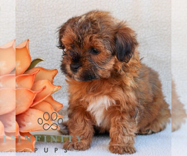 Medium Photo #3 Poovanese Puppy For Sale in NEWMANSTOWN, PA, USA