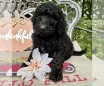 Small Photo #12 Goldendoodle-Poodle (Standard) Mix Puppy For Sale in LEICESTER, NC, USA