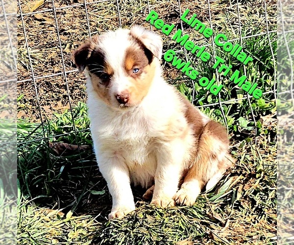 Medium Photo #1 Border Collie Puppy For Sale in BYBEE, TN, USA