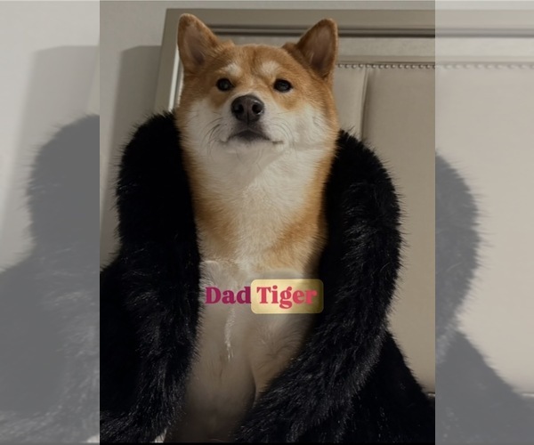 Medium Photo #41 Shiba Inu Puppy For Sale in WINTER PARK, FL, USA