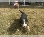 Small #3 Bernese Mountain Dog