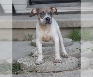 American Bully Puppy for sale in CHAMPAIGN, IL, USA