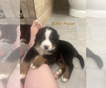Small Photo #2 Bernese Mountain Dog Puppy For Sale in VILONIA, AR, USA