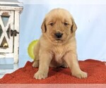 Puppy Flynn Golden Retriever