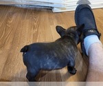 Small Photo #7 French Bulldog Puppy For Sale in GARLAND, TX, USA