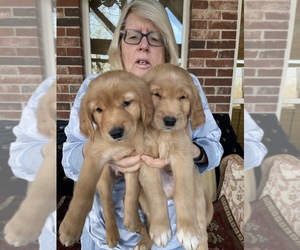 Golden Retriever Puppy for sale in SAND SPRINGS, OK, USA