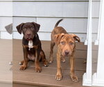 Small #4 Mutt