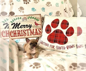 French Bulldog Puppy for sale in SAINT PETERSBURG, FL, USA