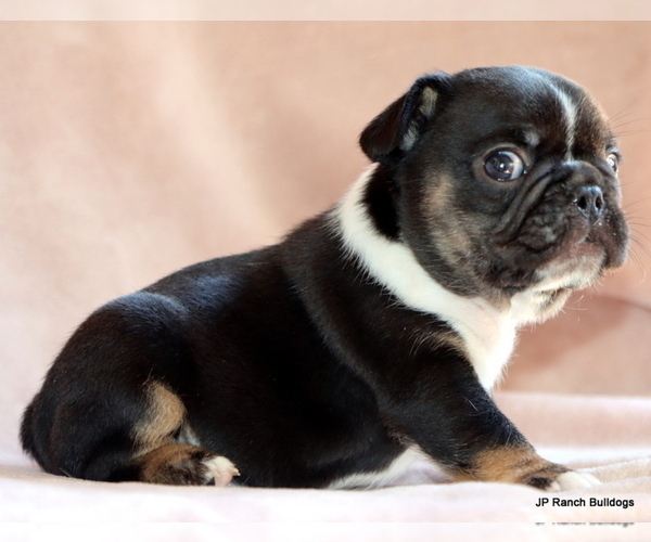 Medium Photo #19 French Bulldog Puppy For Sale in WINNSBORO, TX, USA