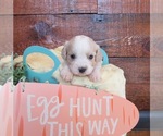 Small Photo #1 Cavachon Puppy For Sale in LE MARS, IA, USA