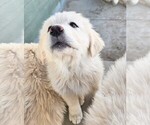 Small #13 Golden Pyrenees