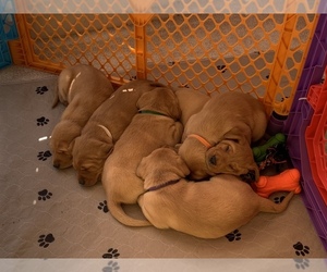 Labrador Retriever Puppy for sale in FLOYDS KNOBS, IN, USA