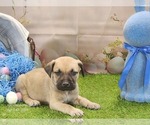 Small #21 Catahoula Leopard Dog