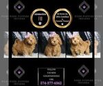 Puppy Willow F1B Goldendoodle (Miniature)