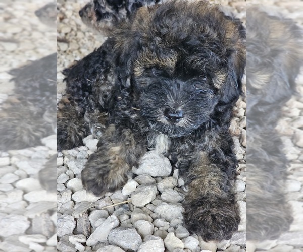 Medium Photo #3 Aussie-Poo-Aussiedoodle Mix Puppy For Sale in TAYLOR, TX, USA