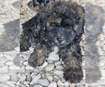 Small #2 Aussie-Poo-Aussiedoodle Mix