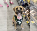 Small #2 Boxer Mix