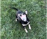 Small #2 Chihuahua