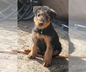 Airedale Terrier Puppy for sale in POCATELLO, ID, USA