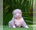 Puppy 8 American Bully