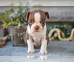 Small #2 Boston Terrier