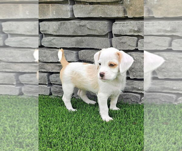 Medium Photo #2 Chihuahua-Unknown Mix Puppy For Sale in Mooresville, NC, USA