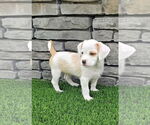 Small #1 Chihuahua Mix