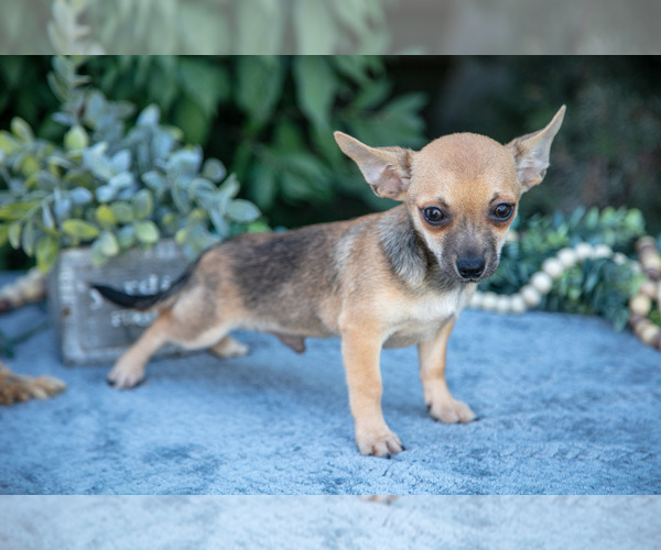 Medium Photo #3 Chihuahua Puppy For Sale in SALEM, IN, USA