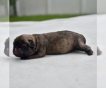 Small #2 Pug