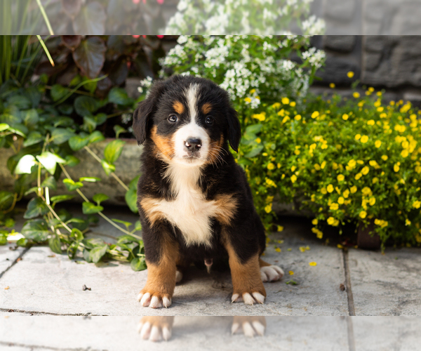 Medium Photo #3 Bernese Mountain Dog Puppy For Sale in MILLERSBURG, IN, USA