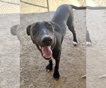 Small Labrador Retriever Mix