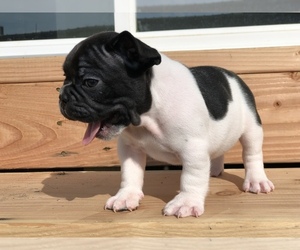 French Bulldog Puppy for sale in NIXA, MO, USA
