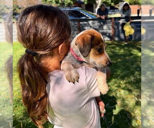 Autumn - Female Mutt Dog for Adoption - Photo #3