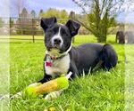 Small #3 Border Collie Mix
