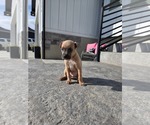 Small #1 Bullboxer Pit
