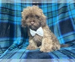 Small #1 ShihPoo