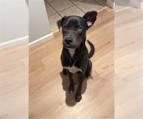 Medium Photo #1 Labrador Retriever-Unknown Mix Puppy For Sale in San Antonio, TX, USA