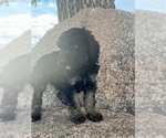 Small #13 Poodle (Miniature)-Poodle (Standard) Mix