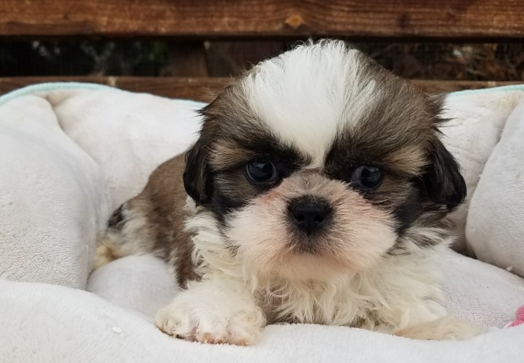 Medium Photo #1 Shih Tzu Puppy For Sale in LOS ANGELES, CA, USA