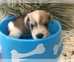 Small Photo #9 Schnauzer (Miniature) Puppy For Sale in VALRICO, FL, USA
