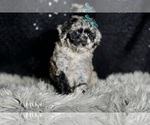 Small Photo #42 Maltipoo Puppy For Sale in WARSAW, IN, USA