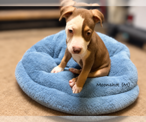 American Pit Bull Terrier Puppy for sale in RICHMOND, CA, USA