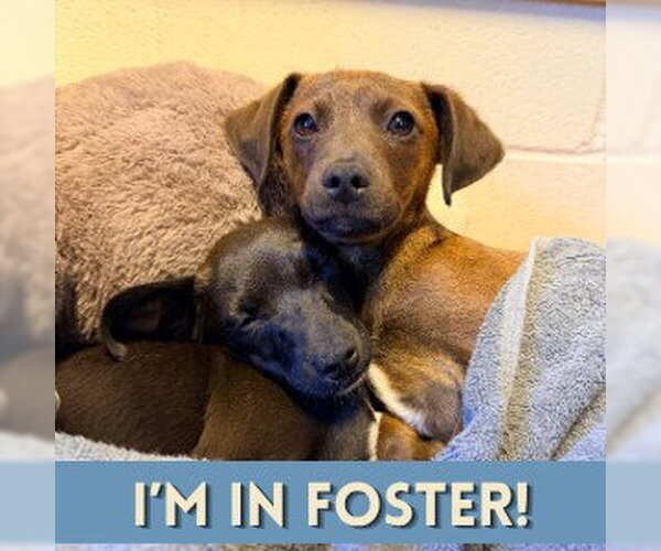 Medium Photo #1 Mutt Puppy For Sale in Alameda, CA, USA
