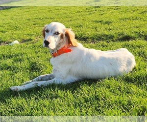 Mother of the English Setter puppies born on 04/11/2025