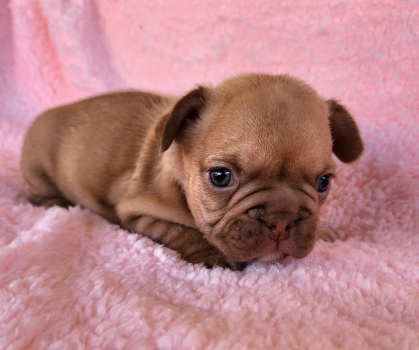Medium Photo #8 French Bulldog Puppy For Sale in LAS VEGAS, NV, USA
