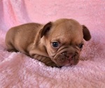 Small Photo #8 French Bulldog Puppy For Sale in LAS VEGAS, NV, USA