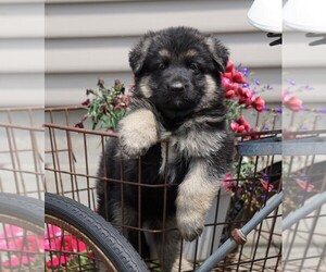German Shepherd Dog Puppy for sale in FREDERICKSBG, OH, USA